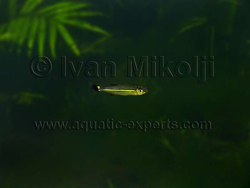 Iguanodectes spilurus